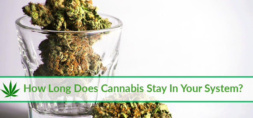 How Long Does Cannabis Stay In Your System